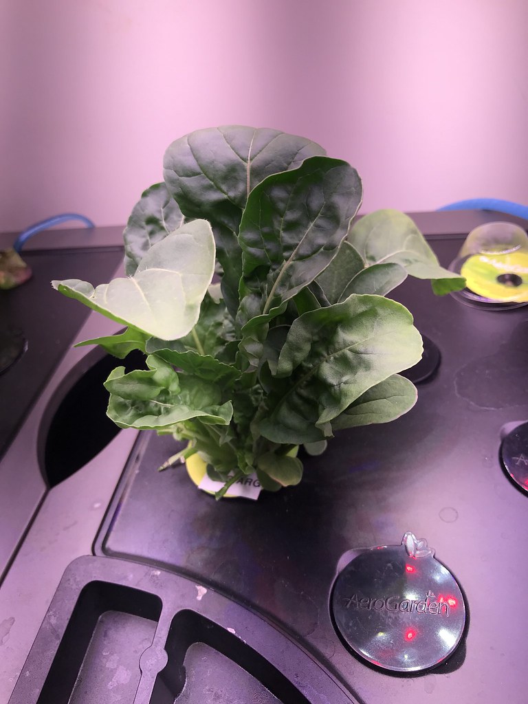 Update #5: Day 24: Salads everyday now...