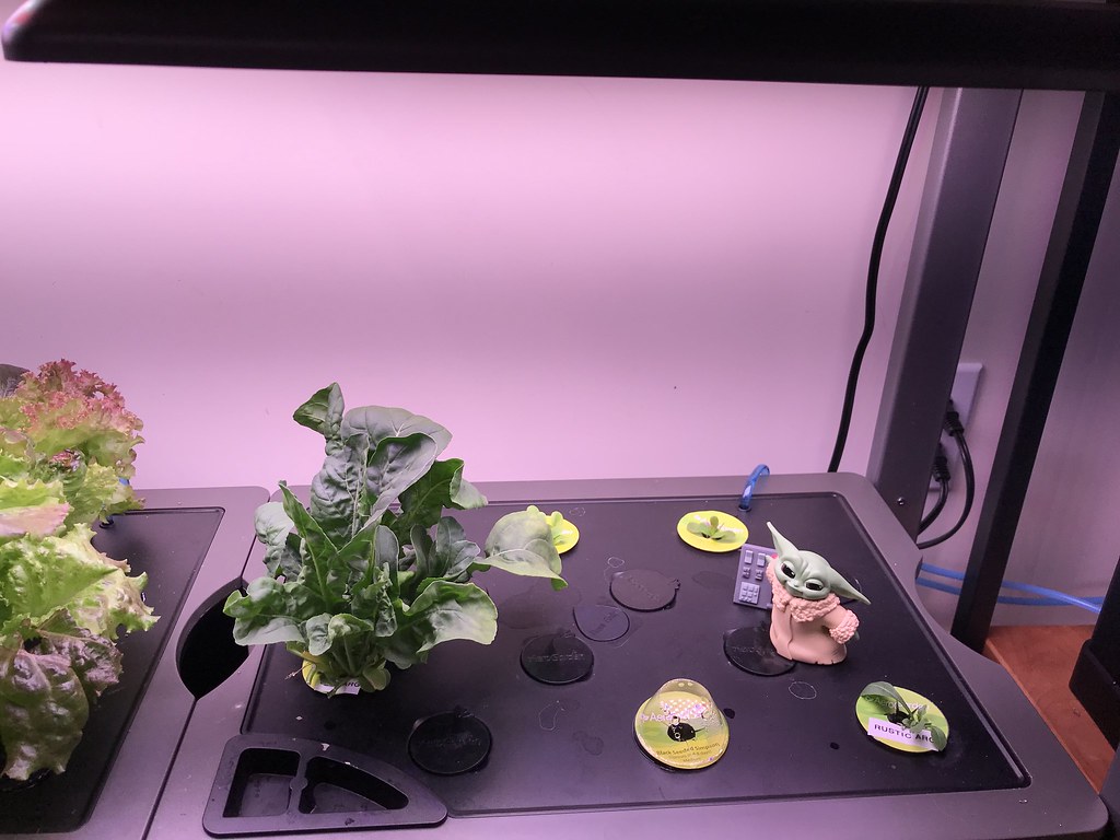 Update #6: Day 28 continued...LettuceArugula, etc...