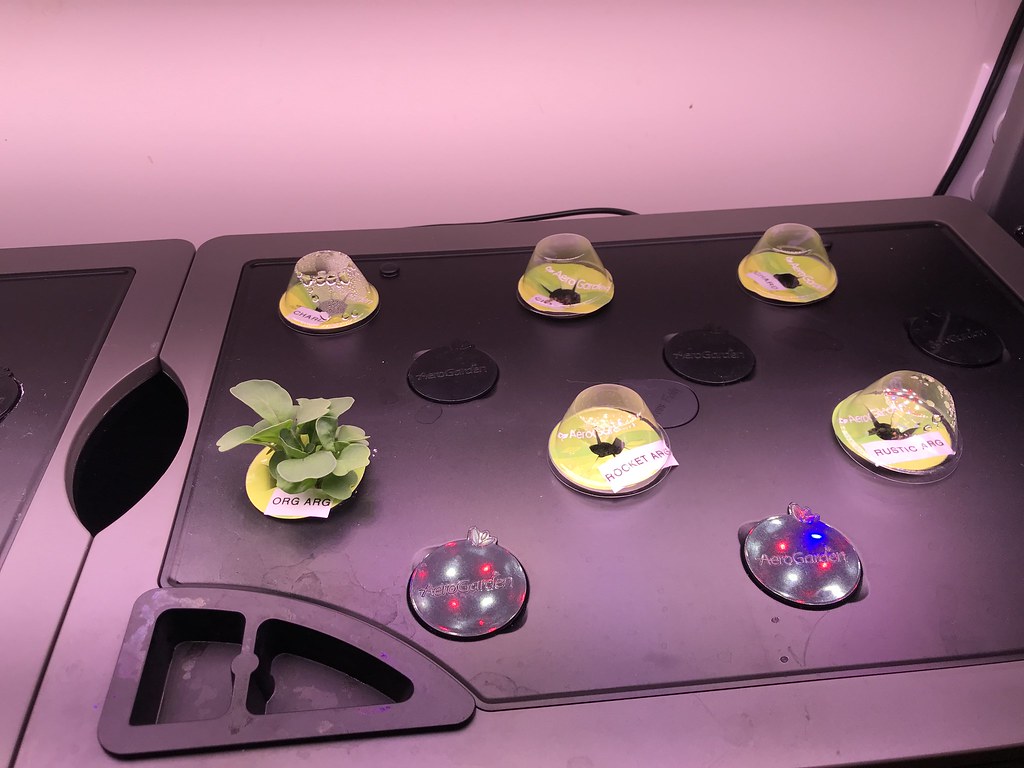 Update #2: Day 9: Pictures from yesterday, when we returned from the beach. Lettuce is in our near future!