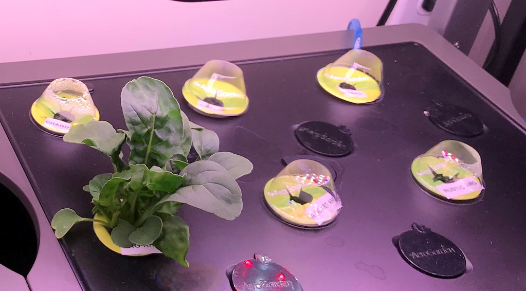 Update #4: Day 19: We've been enjoying home grown salad again! Woo hoo! One arugula is very happy. The other two, who knows…