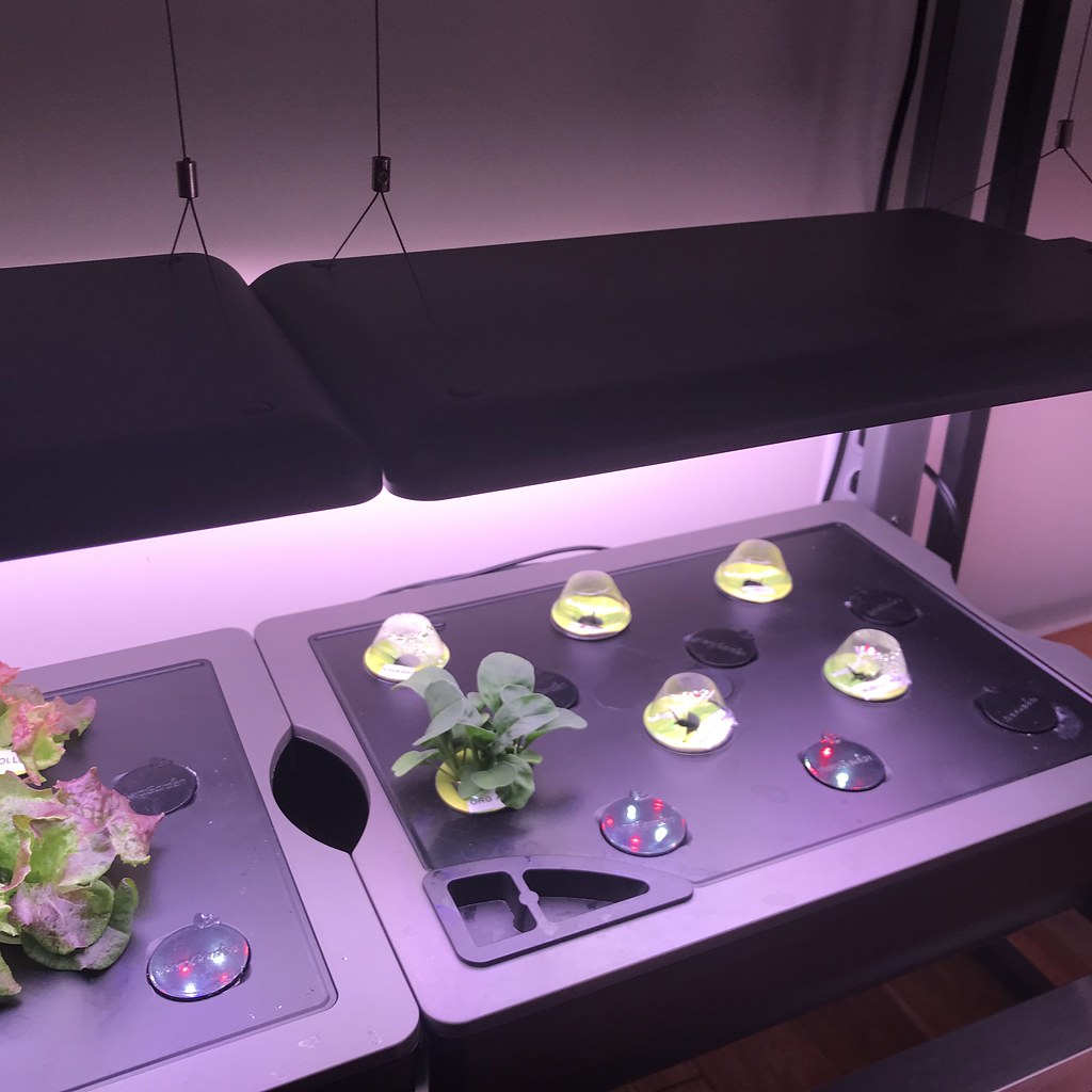 Update #3: Lettuce and Greens got nutes today, pump tested too. The lettuce looks great. The Chard has yet to make an appea…