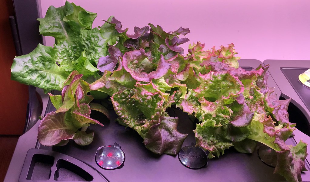 Mixed Lettuce, Arugula, and Swiss Chard in an AeroGarden Farm 24 Plus