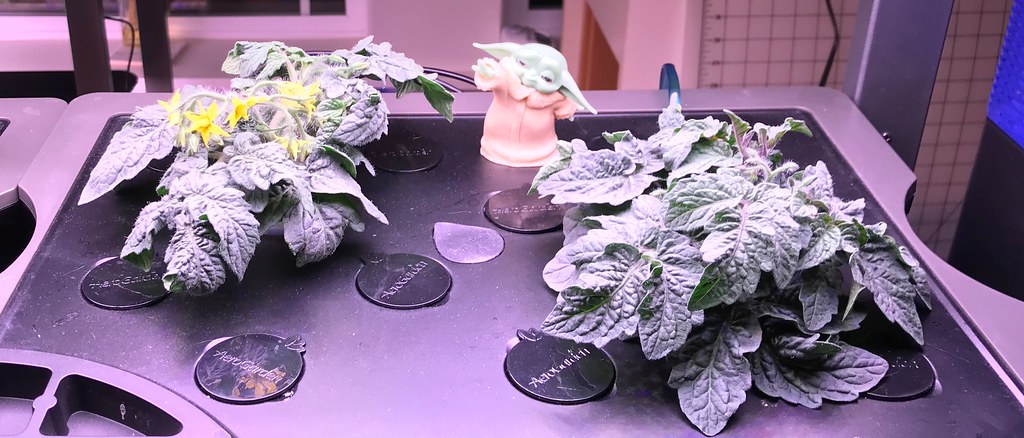 Update #7: Day 29 continued...Mega TomatoMicro Tom & Orange Hat