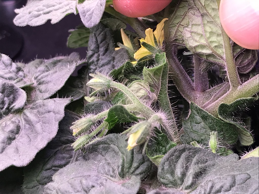Update #8: Day 30Mega!!Down inside Orange Hat!! More flowers!