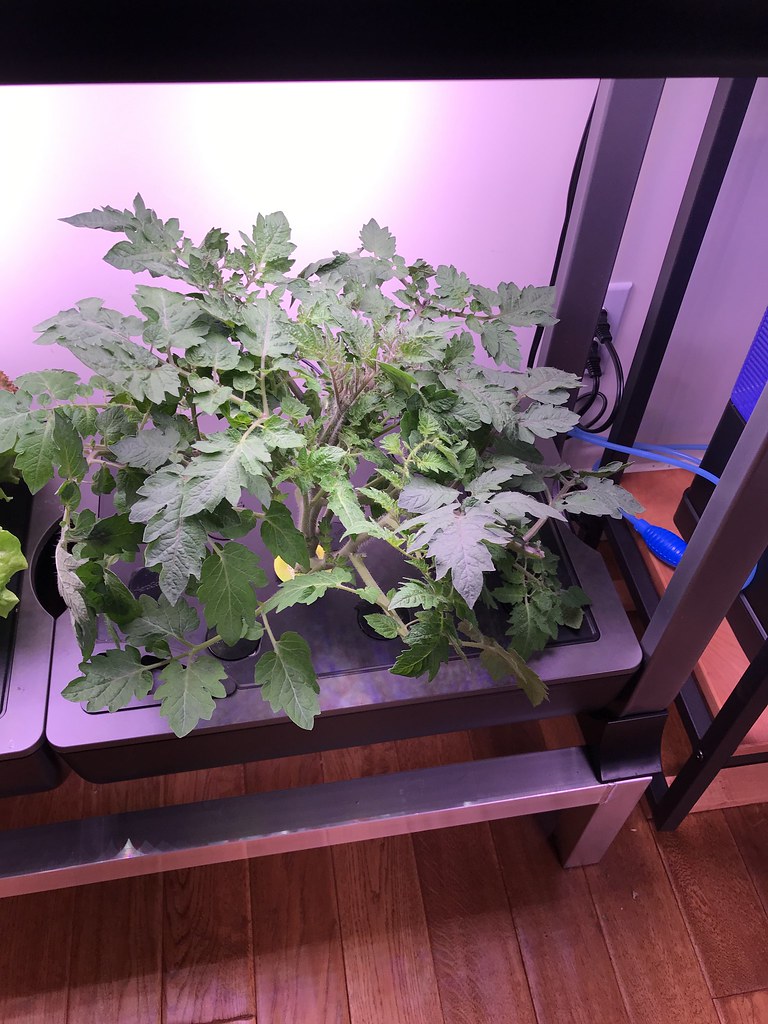 Update #11: Did some trimming yesterday, for the Mega and the Roma...mostly Mega...