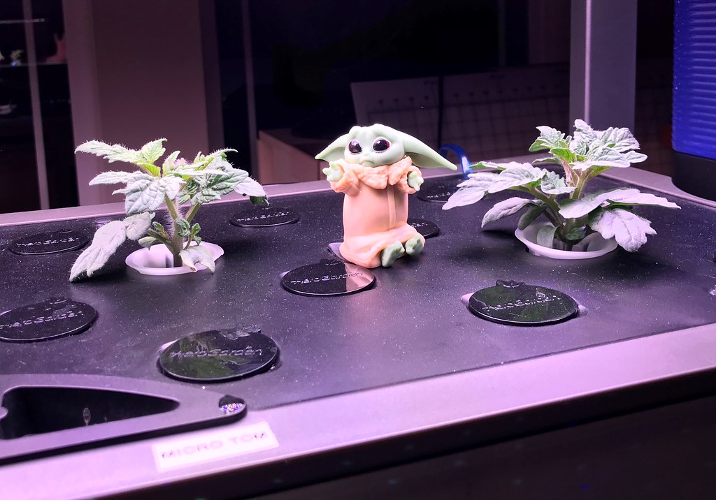Update #4: Day 20: Look at these little guys! Aren't they pretty?
