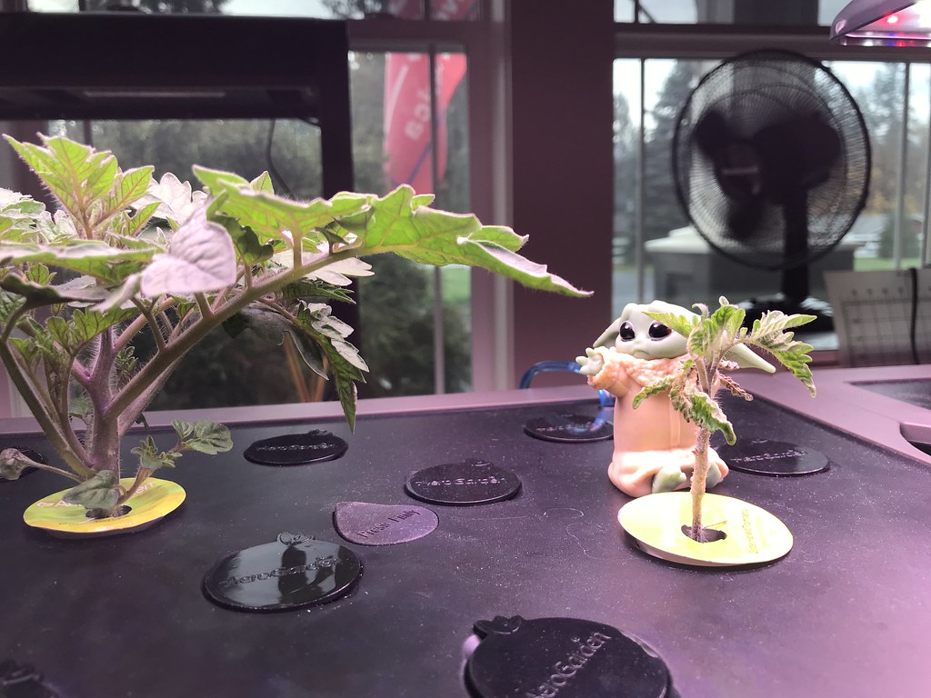 Update #6: Day 23: Mega continues to do well. Golden Harvest continues to struggle.Mega - Would you remove those two very b…