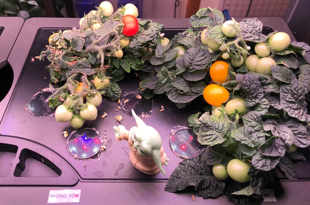 Golden Harvest, Mega Cherry, Orange Hat, and Micro Tom Tomatoes in AeroGarden Farms