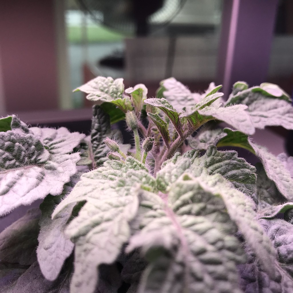 Update #5: Day 23: Micro Tom & Orange Hat are my over achievers! They have ittty-bitty blossoms!Micro Tom:Orange Hat: