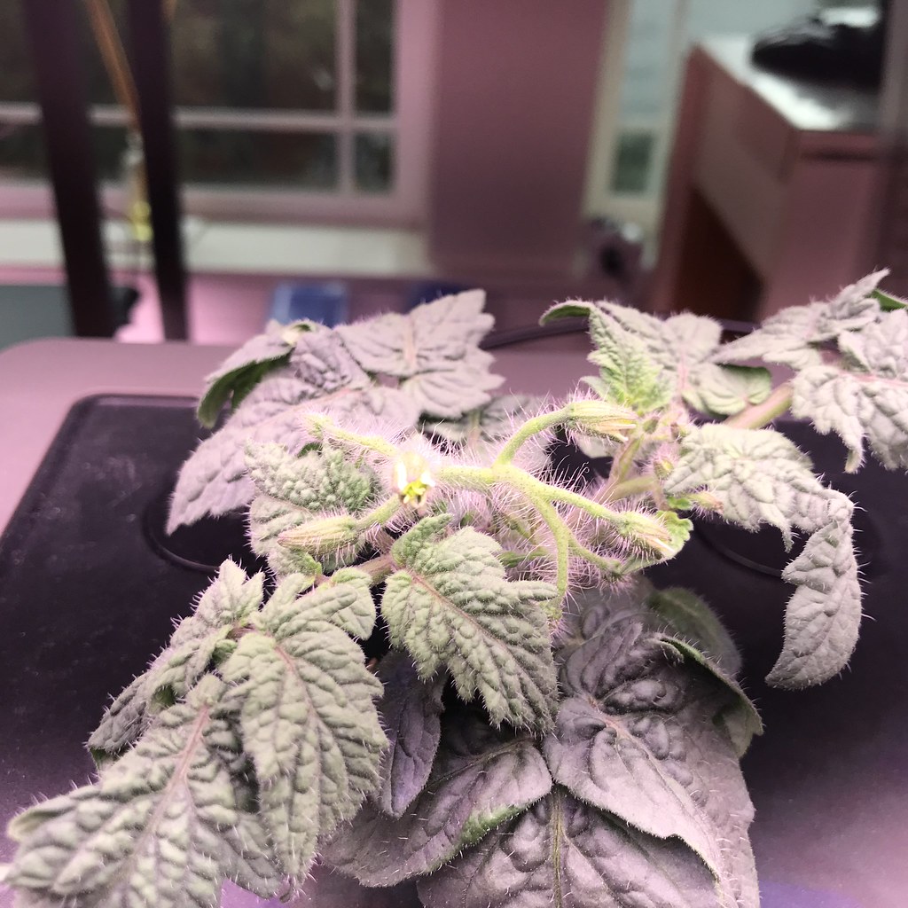 Update #5: Day 23: Micro Tom & Orange Hat are my over achievers! They have ittty-bitty blossoms!Micro Tom:Orange Hat:
