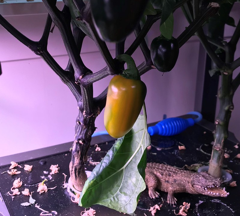 Container Tomatoes and Orange Jalapeños in an AeroGarden Farm 24 XL