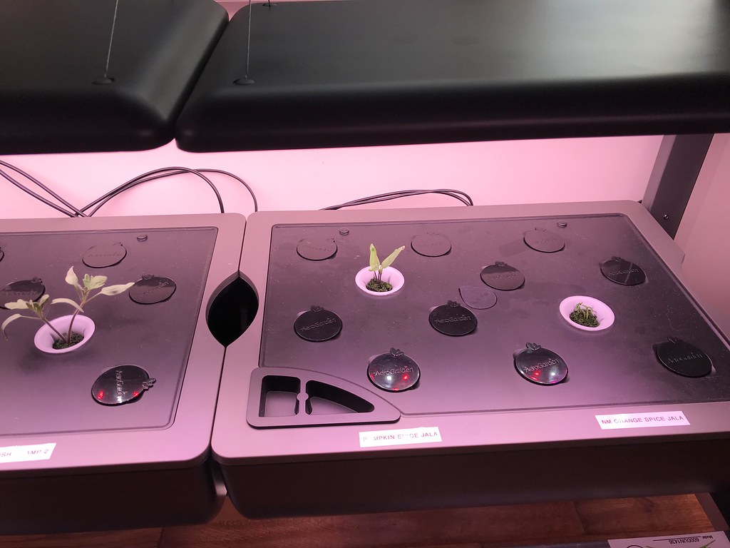Update #2: Day 10: There's a bit of algea, but we've got more tomatoes and some peppers in our future!Tomatoes:Peppers: