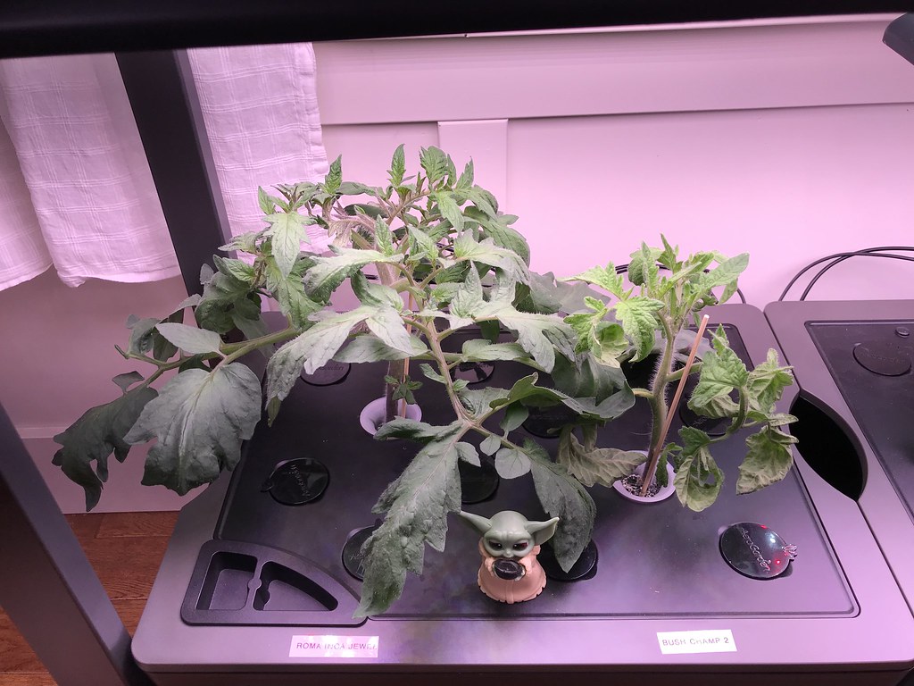 Update #4: Day 25: Peppers are slow, but looking good...Roma is going strong, Bush Champion...maybe Bush is just not happy …