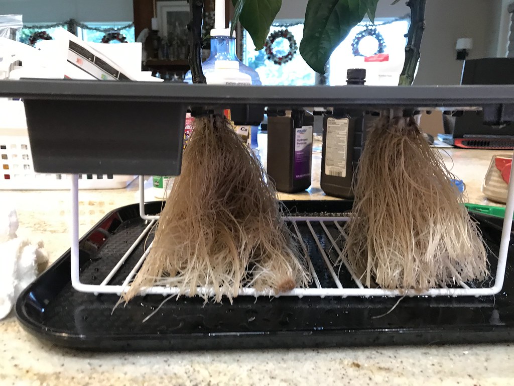 Update #8: Day 56: Did R&R's today, both gardens. Cleaned decks, trimmed roots, new nutes, etc. Here are pictures of the pe…