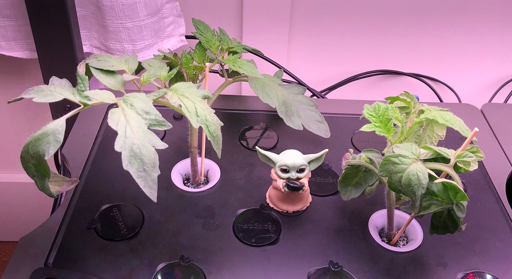 Update #3: Day 20 for the XL gardens. Plants are looking good and a big to Shawn for the suggestion of skewers to help supp…
