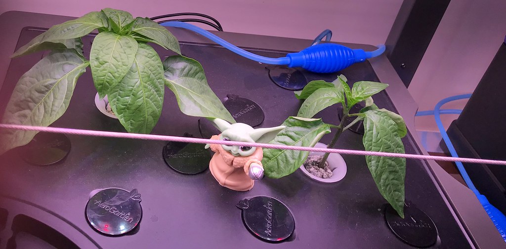 Update #5: Day 29 continued...TomatoesPeppers