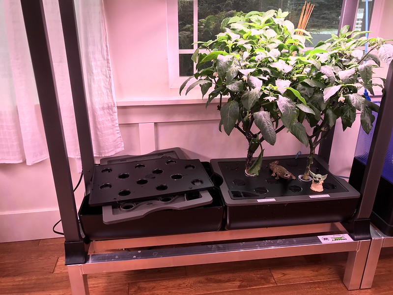 Update #10: Day 85: Ended the Tomato side, did R&R on the Pepper side. Why we disasemble: