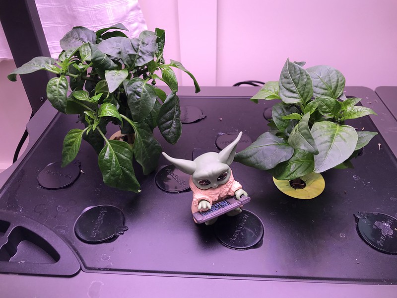 Update #4: Day 52: Did some pruning on this garden...BeforeAfter
