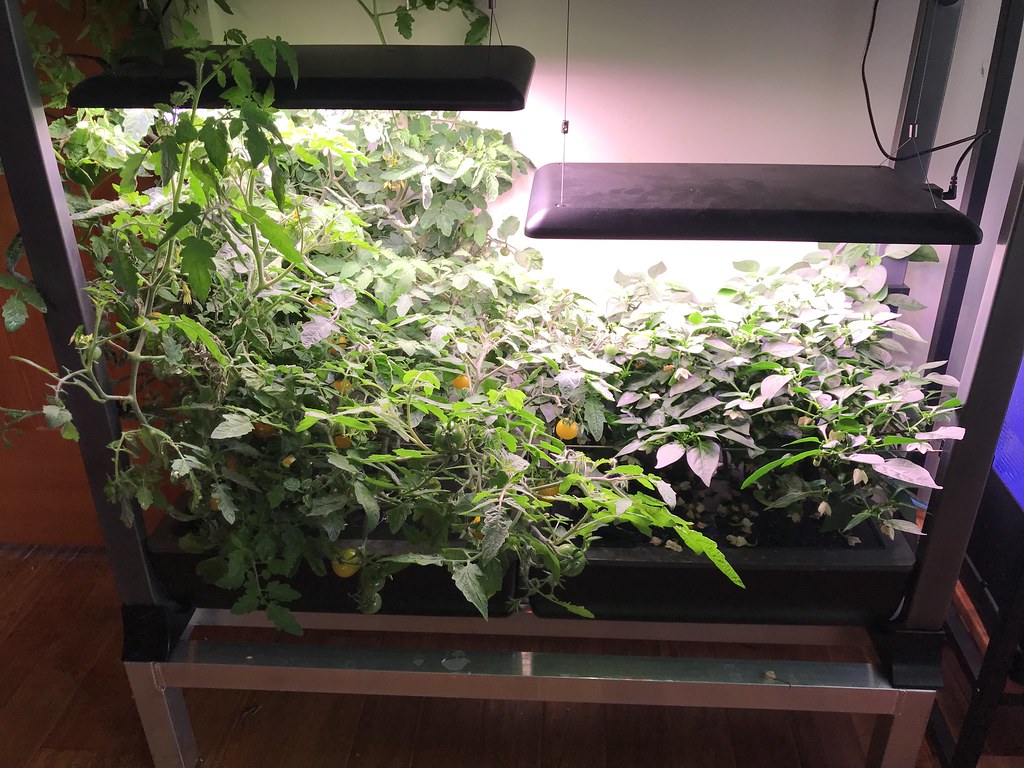 Pot-A-Peno Jalapeños in an AeroGarden Farm