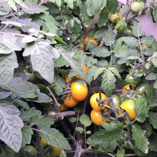 Golden Harvest Tomatoes in an AeroGarden Farm+