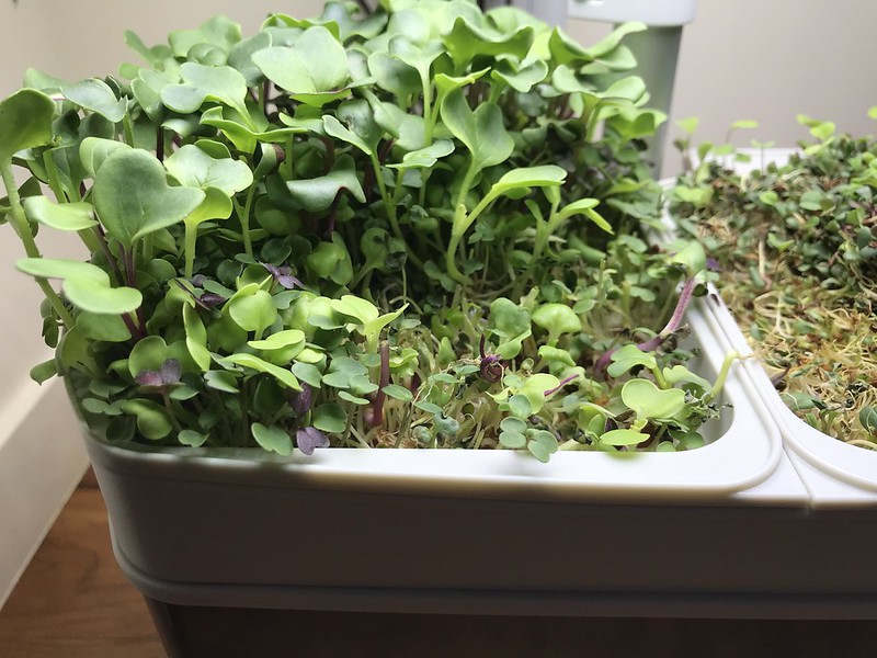 Update #3: After using some for DH's salad, a couple of days back...(along side of a bowl of Sher's Black-eye Peas...It see…