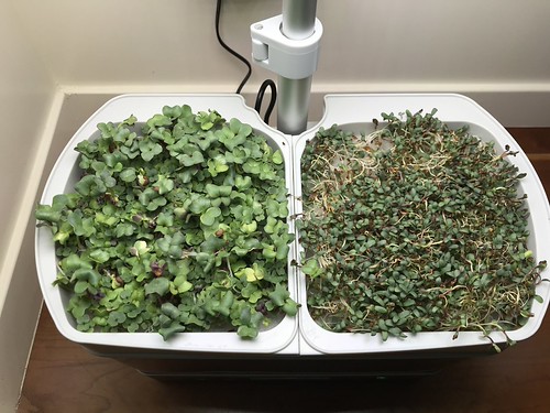 Spicy and Alfalfa Microgreens in an AeroGarden Harvest Elite