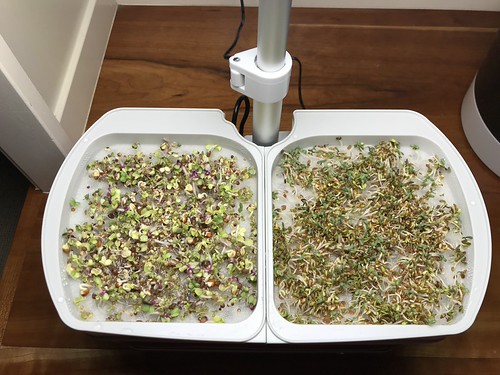 Update #2: 24 hours:48 hours:96 hours:They will go into a salad tonight or tomorrow.