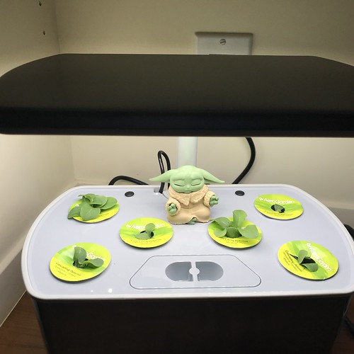 Cascading Petunias in an AeroGarden Harvest Elite