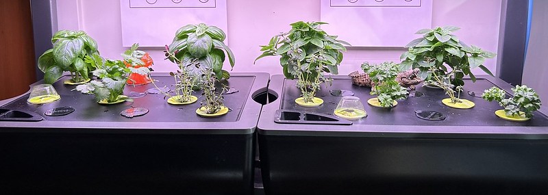 Twenty-Three-Sponge Mixed Herb Seed-Starting Trial