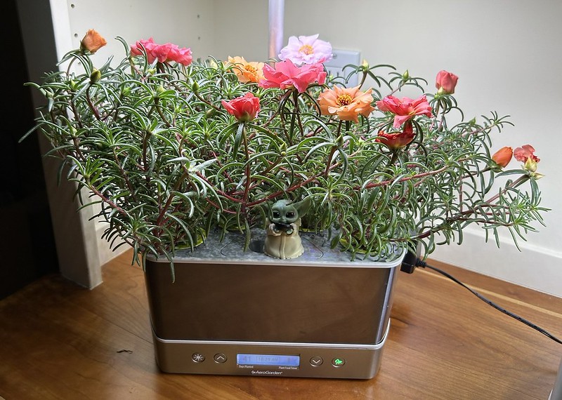 Sundial Mix Portulaca from Seed Starter to AeroGarden Harvest