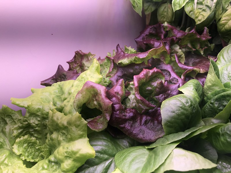 Update #4: Just 3 weeks and we are enjoying homegrown salad again!!! Woo hoo! I'm thinking tostadas tonight!