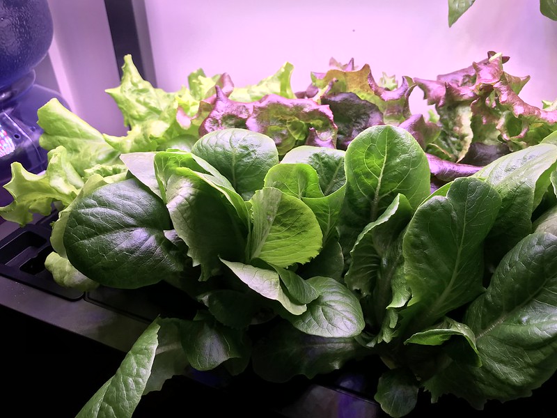 Lettuce Garden