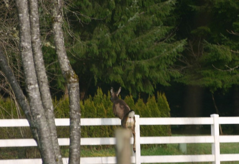 Update #4: Sher, I stand corrected! This is NOT the guy that takes the island deer in for the winter. The guy that lives by…