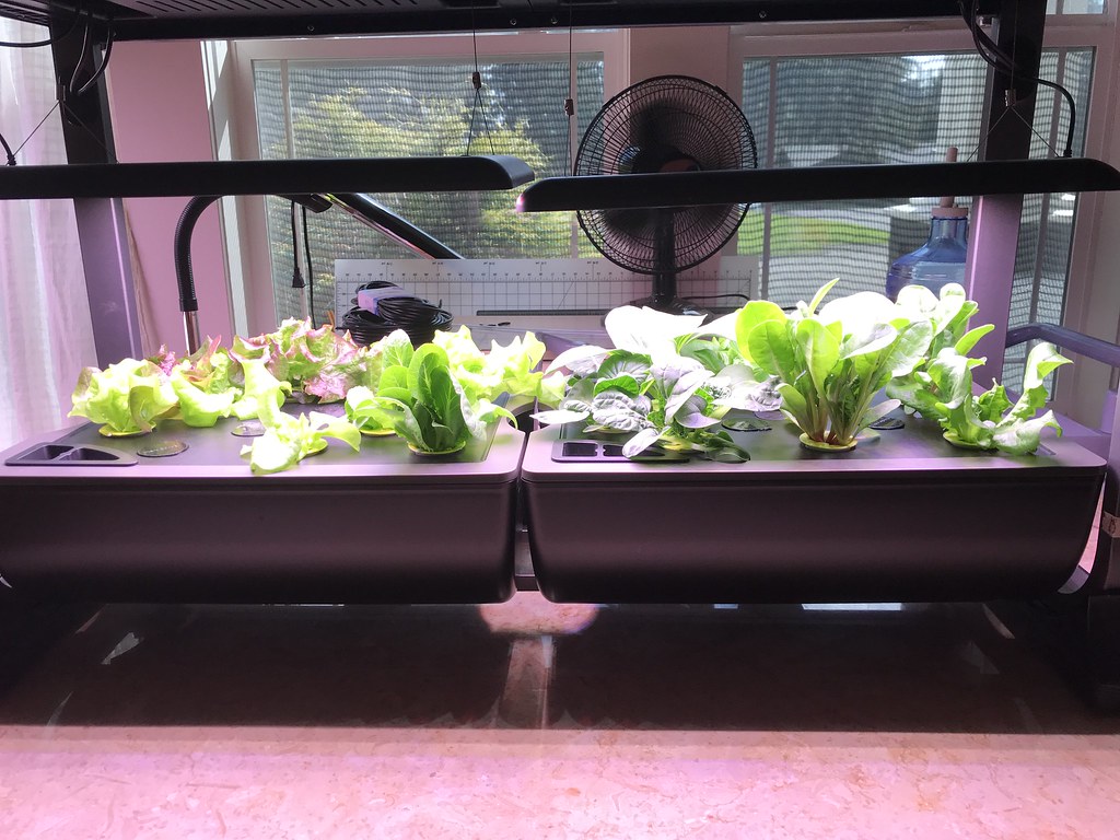 Mixed Lettuce and Greens in a New AeroGarden Farm 24 Basic