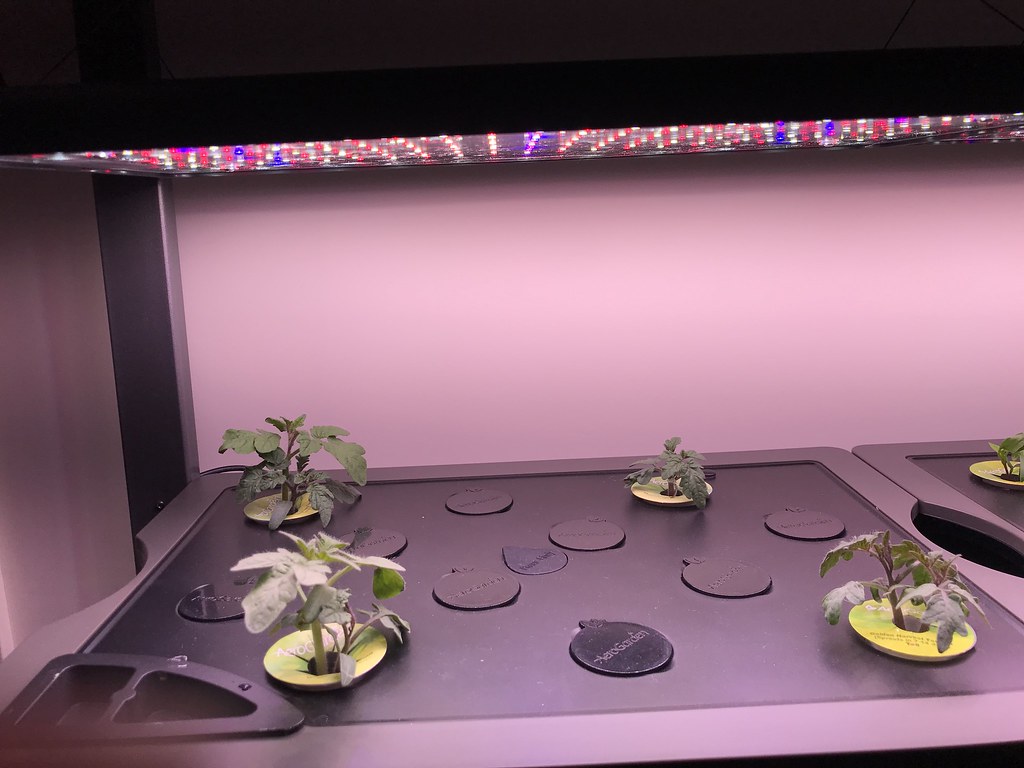 Update #3: Day 16 - for most of the pods in the gardens. I did replace Deer Tongue, Marvel of 4 Seasons and Rouge d'Hiver w…