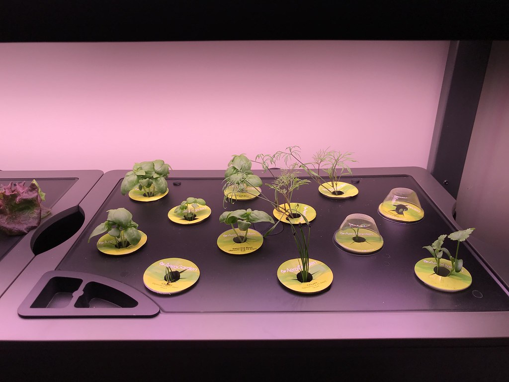 Update #3: Day 16 - for most of the pods in the gardens. I did replace Deer Tongue, Marvel of 4 Seasons and Rouge d'Hiver w…
