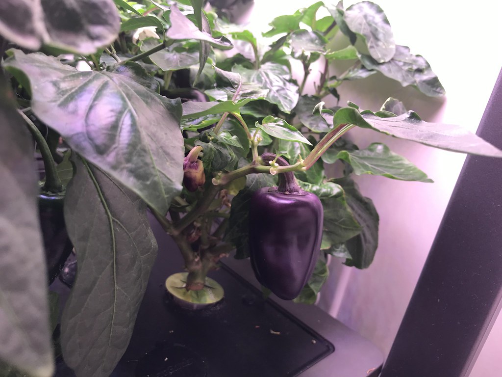 Update #15: Day 119 in the Pepper Garden...Jalapenos are abundant. I'm considering doing a quick pickle of a jarful...The Li…