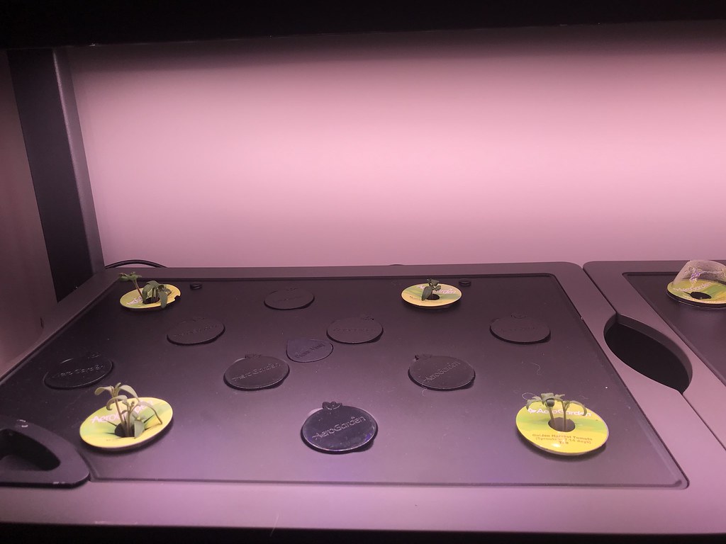 Update #1: Day 9 and things are looking very promising. Top Left:Planted 6 Lettuce pods - 3 are looking good: Parris Island…