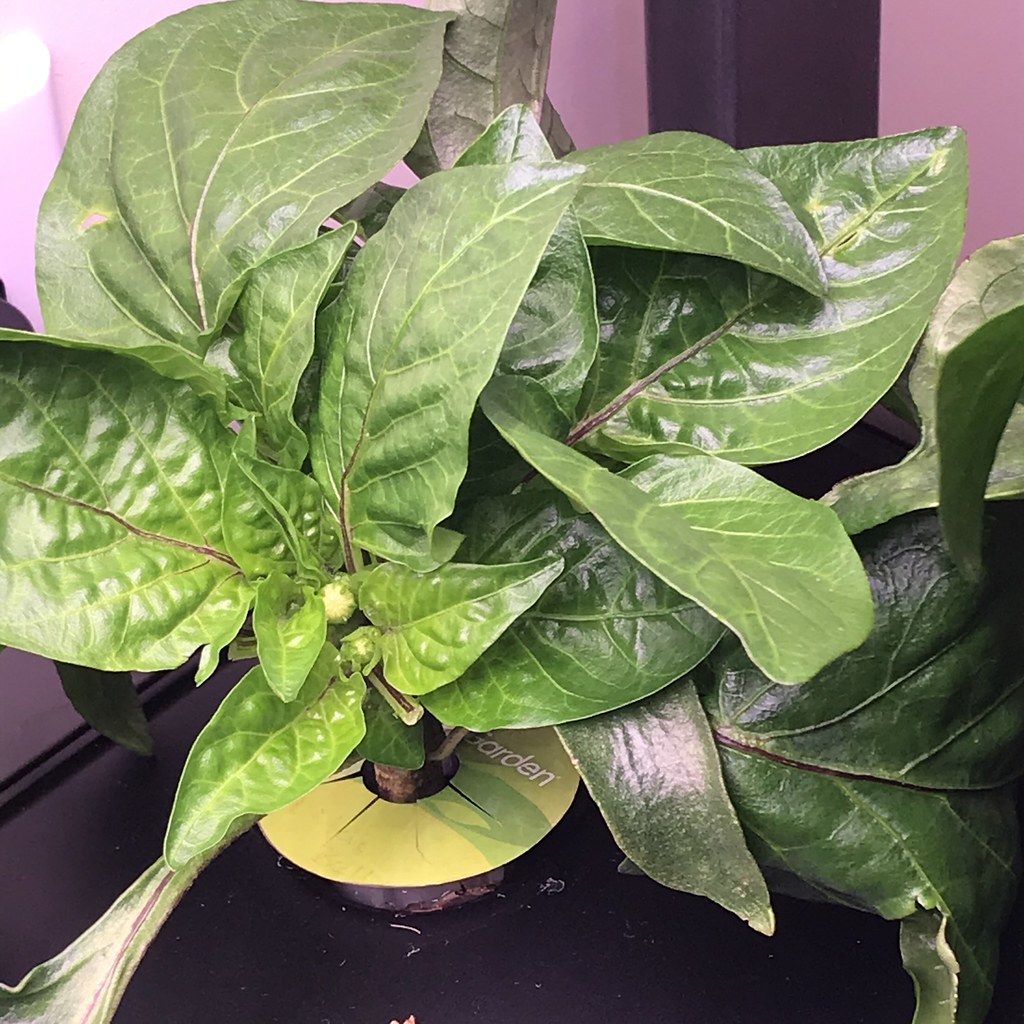 Update #7: Day 44: Look what I found this morning!! Jalapeno is remains the front runner in the pepper garden:Followed by L…