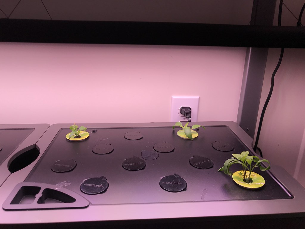 Update #3: Day 16 - for most of the pods in the gardens. I did replace Deer Tongue, Marvel of 4 Seasons and Rouge d'Hiver w…