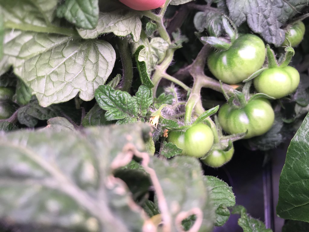 Update #10: One day after R&R's, everyone seems to be particularly happy and energized? Peppers have flowers that have just …