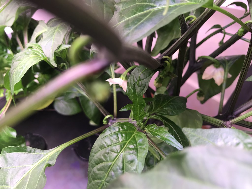 Update #10: One day after R&R's, everyone seems to be particularly happy and energized? Peppers have flowers that have just …