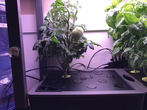 Update #12: Day 79 - I ended the balance of the Lettuce farm since the new Greens are ready to start supplying plenty of sal…