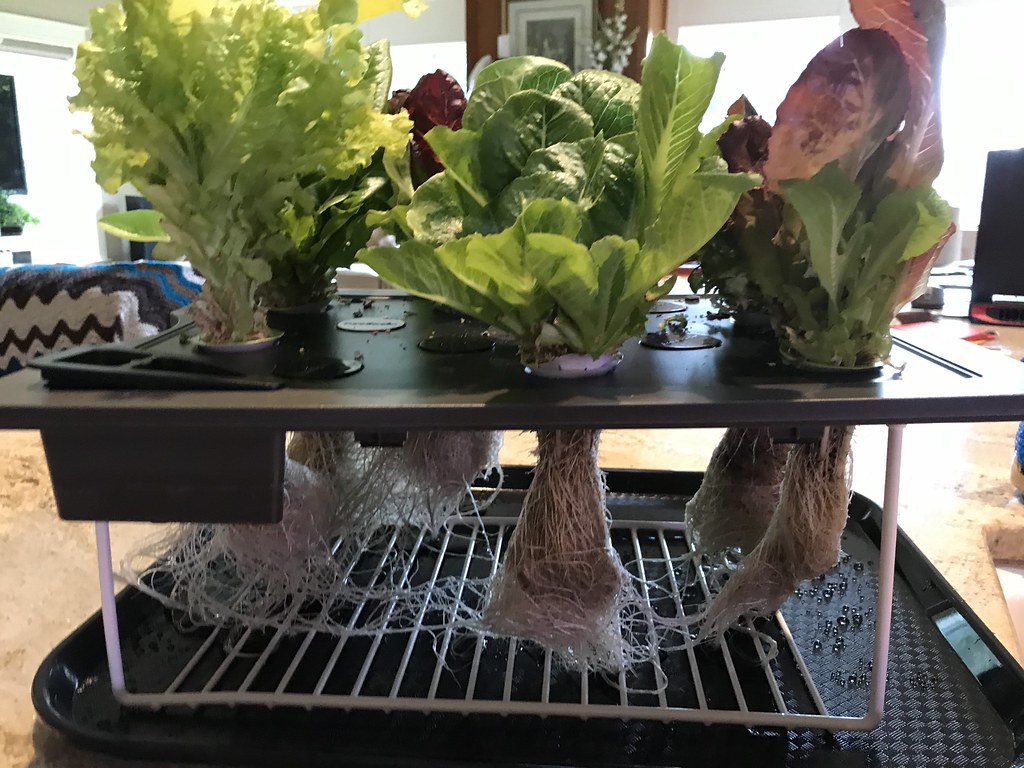 First Farm 24 Plus gardens: lettuce, herbs, tomatoes, and peppers through full harvest