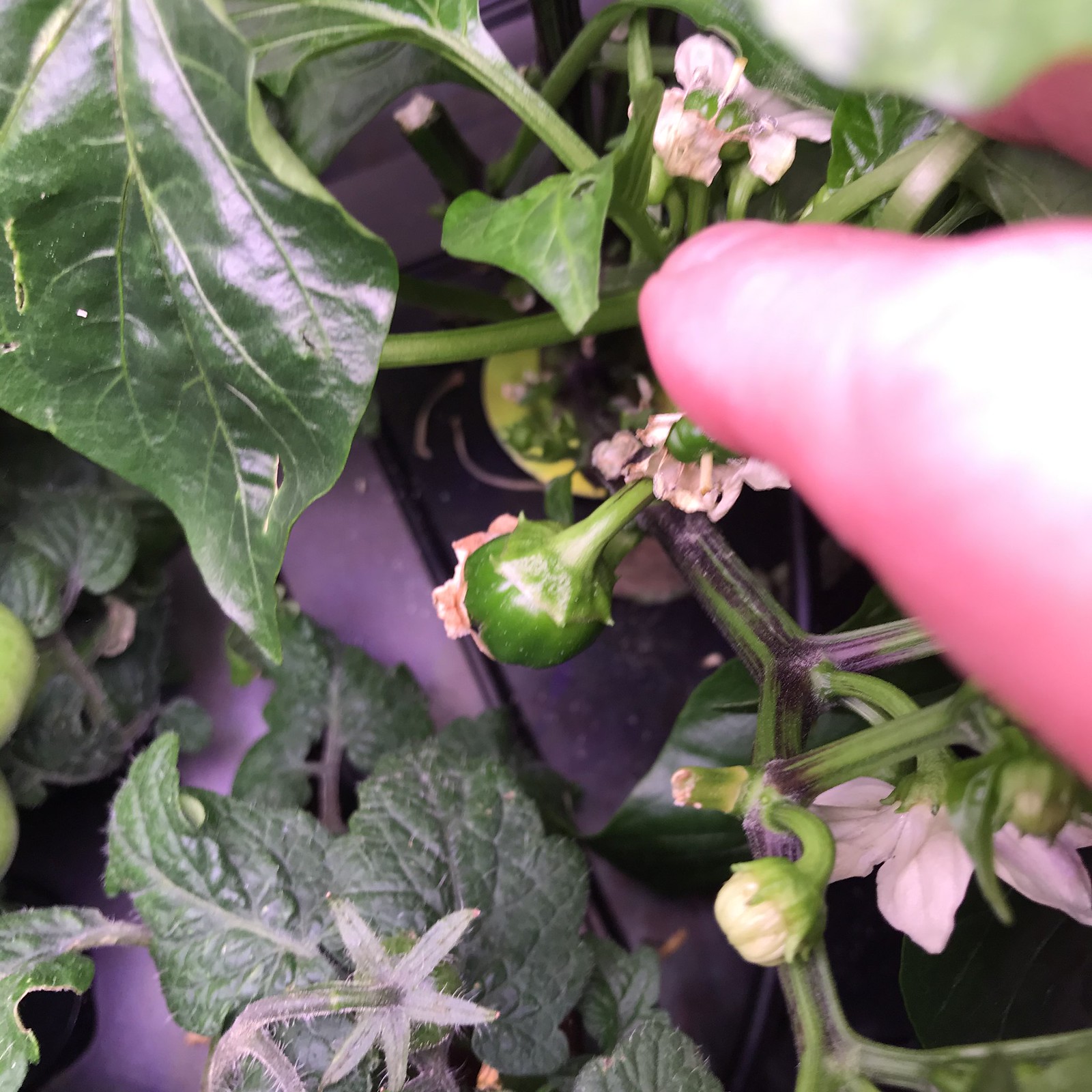 Update #11: Day 70...everyone got fed, decks cleaned and plants trimmed, as needed. Had to take the tomatoes and peppers int…