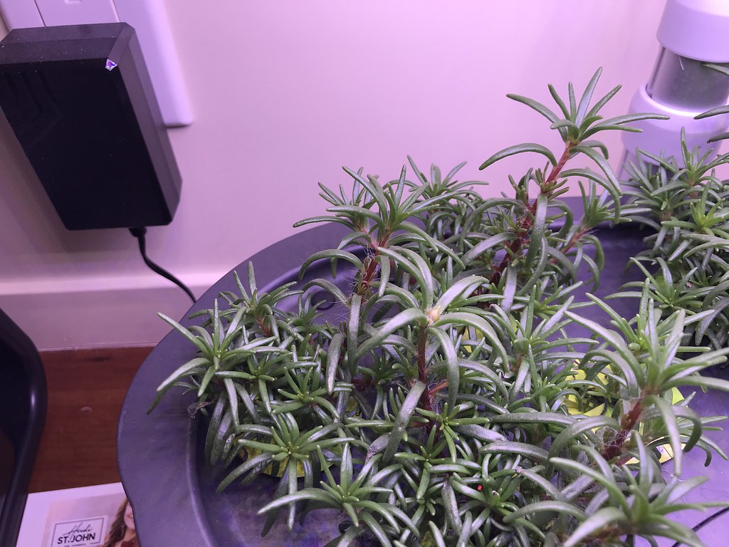 Update #6: The past few days, I've noticed that some of the plants seem to have lighter stems and others darker. Almost lik…