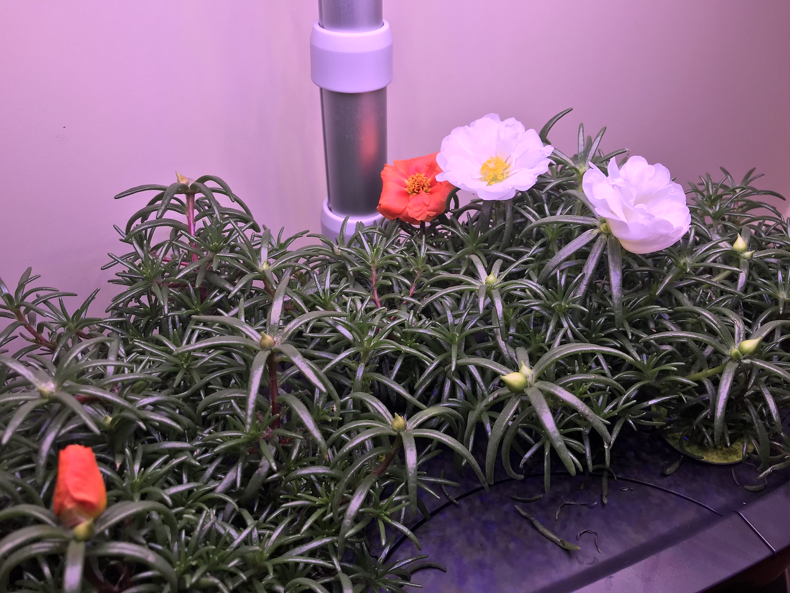 Happy Hour Mix Portulaca in an AeroGarden Bounty Elite Artisan
