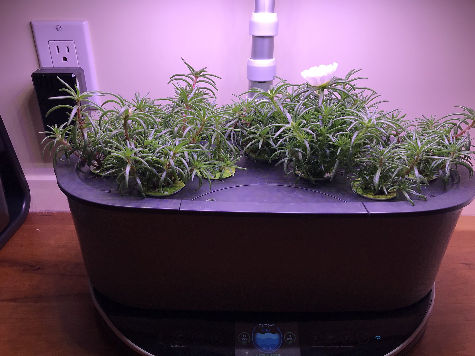 Update #7: Day 43... Who knew such a tiny thing could bring such joy?