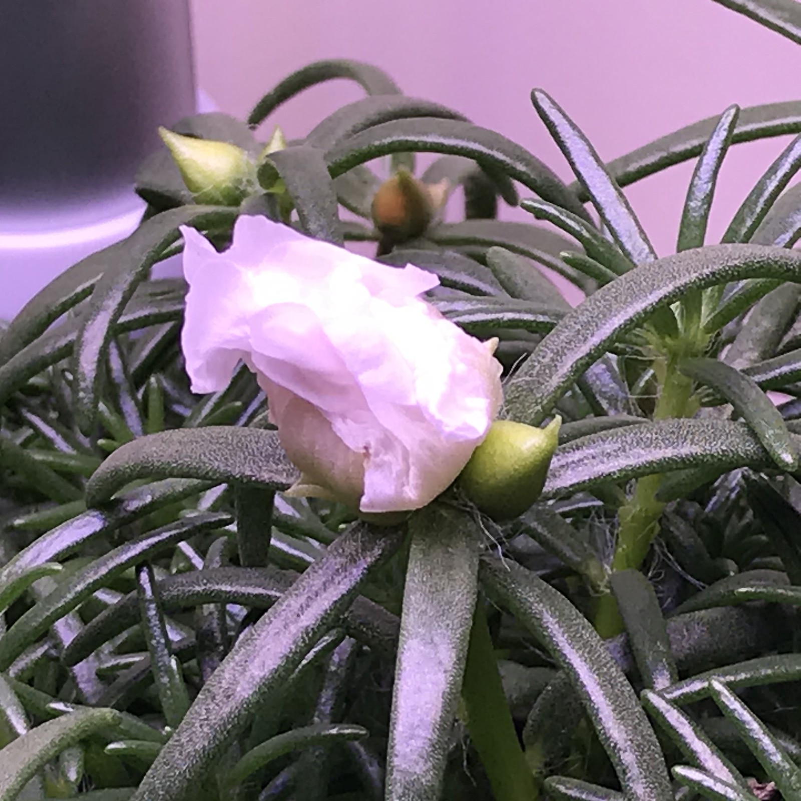 Update #10: The sole flower didn't open today. Should I deadhead it? There seems to be another trying to step up in the plac…