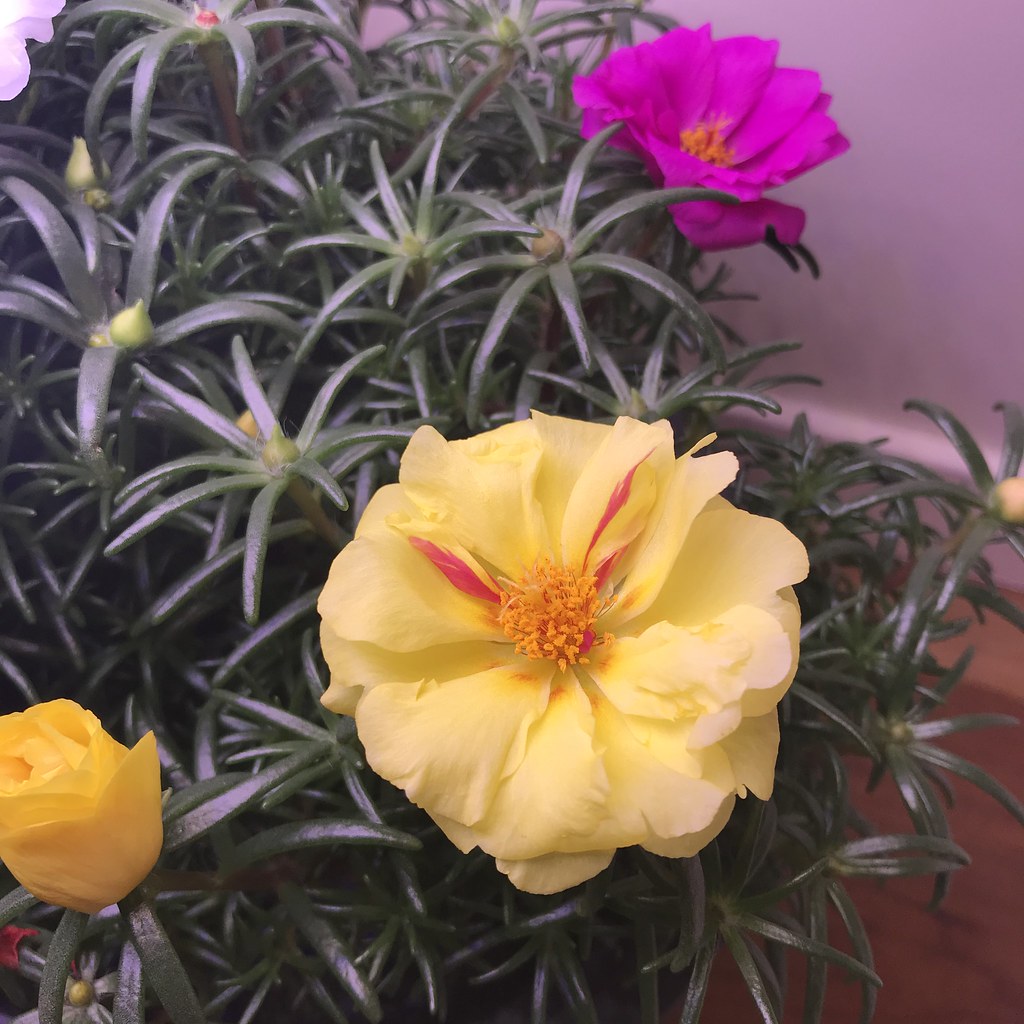 Update #13: Day 62...can you say, "ooooo!"And look at this one, up close...